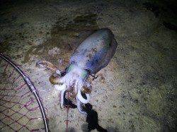 朝来帰港、ヤエンでアオリの釣果