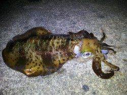 南紀でヤエン、3人で1.25kg筆頭に5ハイでした。