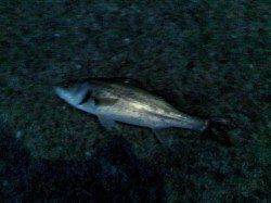 魚はいるのでこれからに期待！ エビ撒き釣りでハネ・セイゴ