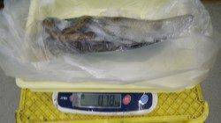 気持ちいい～！！すさみ地磯でヤエン&エギング