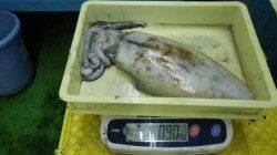 すさみで1.5kgまでを4ハイ！ ヤエンでのアオリイカ