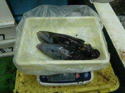 見草のエギング釣果、アオリのほかコウイカも