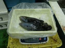 見草のエギング釣果、アオリのほかコウイカも…