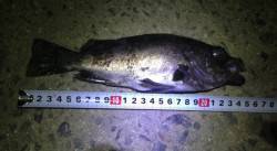 そろそろメバルシーズン到来！ 25cmと2…