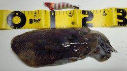 田ノ浦漁港でコウイカ狙い～2.5号にかえるとヒット