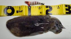 田ノ浦漁港でコウイカ狙い～2.5号にかえる…