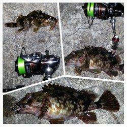 淀川河口でのガシリング、ガシラとタケノコメバルの