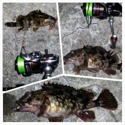 淀川河口でのガシリング、ガシラとタケノコメ…