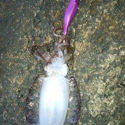 久しぶりの串本エギング釣行