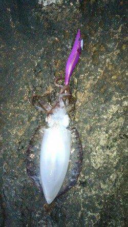 久しぶりの串本エギング釣行