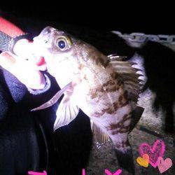 20cmメバルに出会えました♪