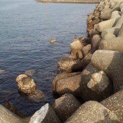 田ノ浦漁港でコウイカ狙い～2.5号にかえるとヒット