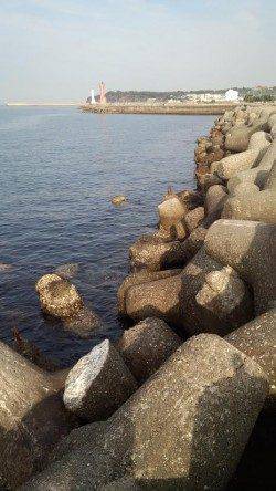 田ノ浦漁港でコウイカ狙い～2.5号にかえるとヒット