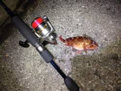 香住東港でメバリング、上がってきたのは・・…