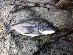 香住のフカセ釣りでチヌ40㎝