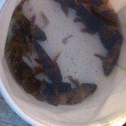 神戸空港ベランダにてシラサで探り釣り楽しめました♪