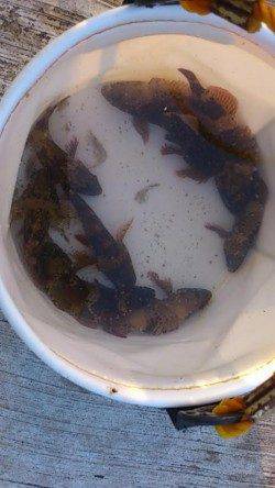 神戸空港ベランダにてシラサで探り釣り楽しめました♪