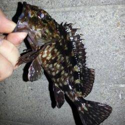 淀川河口でのガシリング、ガシラとタケノコメバルの