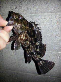 淀川河口でのガシリング、ガシラとタケノコメバルの