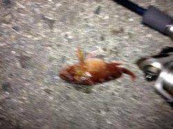 香住東港でメバリング、上がってきたのは・・・