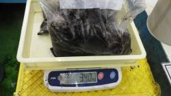 すさみより串本側がヨシ？串本アオリ釣果