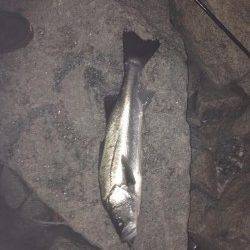 洲本でシーバス、よく引きました！