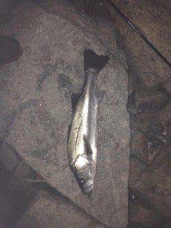 洲本でシーバス、よく引きました！