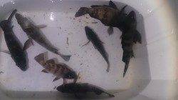 須磨でメバリング、ヒットパターンはデットスローとクリアー系ワーム