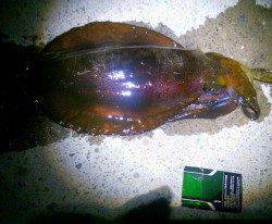 串本港でエギング、何とか寒いながらも２杯釣れました