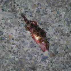 夜に田の浦近辺をランガンでガシラの釣果