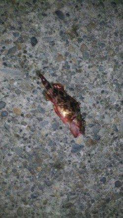 夜に田の浦近辺をランガンでガシラの釣果