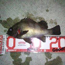 明石方面メバリング〜体高あるメバルの力強い引きを堪能