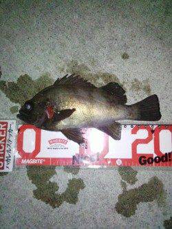 明石方面メバリング〜体高あるメバルの力強い引きを堪能