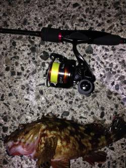 アジュール舞子でガシラ連続ヒット