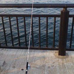 新浜漁港の探り釣りでアイナメ・ガシラ