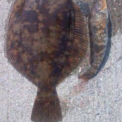 須磨の投げ釣りで32cmのカレイがあがりました♪