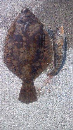 須磨の投げ釣りで32cmのカレイがあがりました♪