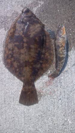 須磨の投げ釣りで32cmのカレイがあがりま…