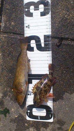 新浜漁港の探り釣りでアイナメ・ガシラ