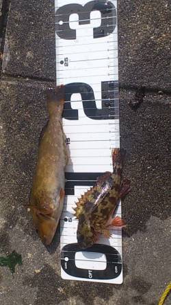 新浜漁港の探り釣りでアイナメ・ガシラ