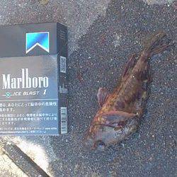 新浜漁港、探り釣りでガシラ