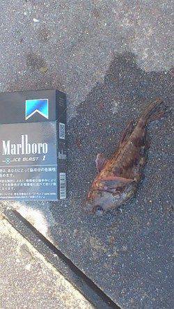 新浜漁港、探り釣りでガシラ