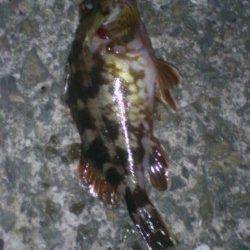 小野浜にて晩御飯のおかずを探り釣り