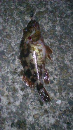 小野浜にて晩御飯のおかずを探り釣り