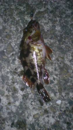 小野浜にて晩御飯のおかずを探り釣り