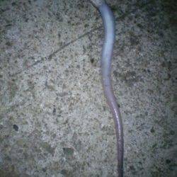 麻耶埠頭の投げ釣りで丸々太った穴子♪