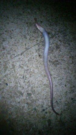 麻耶埠頭の投げ釣りで丸々太った穴子♪