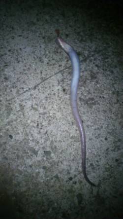 麻耶埠頭の投げ釣りで丸々太った穴子♪