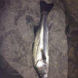 洲本でシーバス、よく引きました！