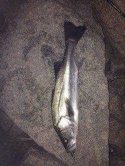 洲本でシーバス、よく引きました！